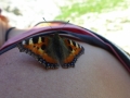 Schmetterling